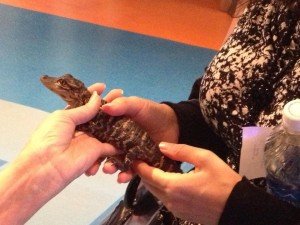 Io e un alligatore appena nato al museo di scienze naturali.