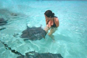 sting ray in caymen